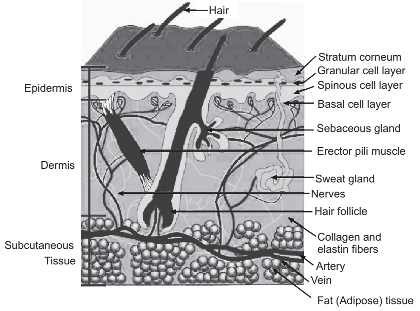 Diagrammatic representation of the structure of Skin 