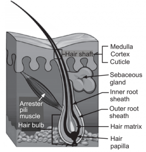 Hair Structure - Solution Parmacy