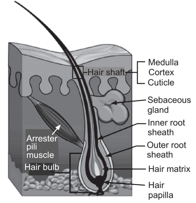 Hair Structure - Solution Pharmacy