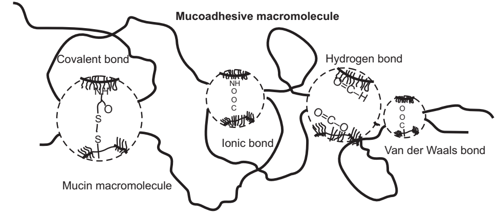 Different Types of Forces for Mucoadhesion 