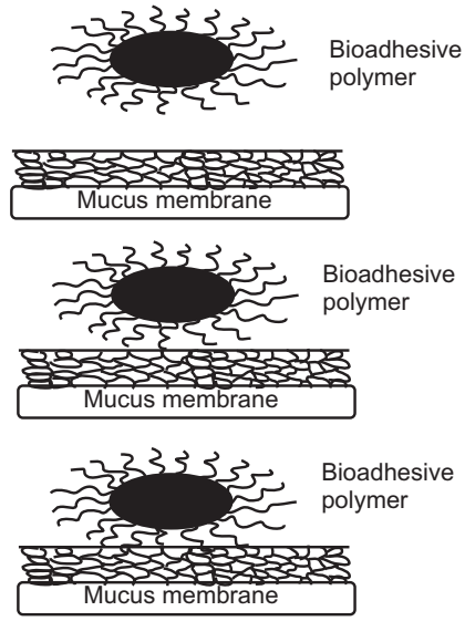 Interdiffusion and Interpenetration of Polymer and Mucus 