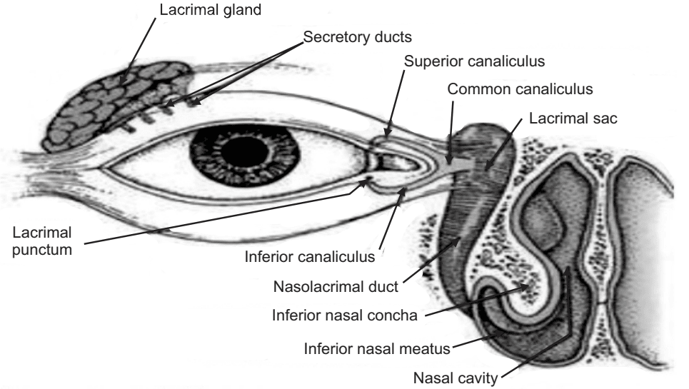 Lacrimal Nasal Drainage