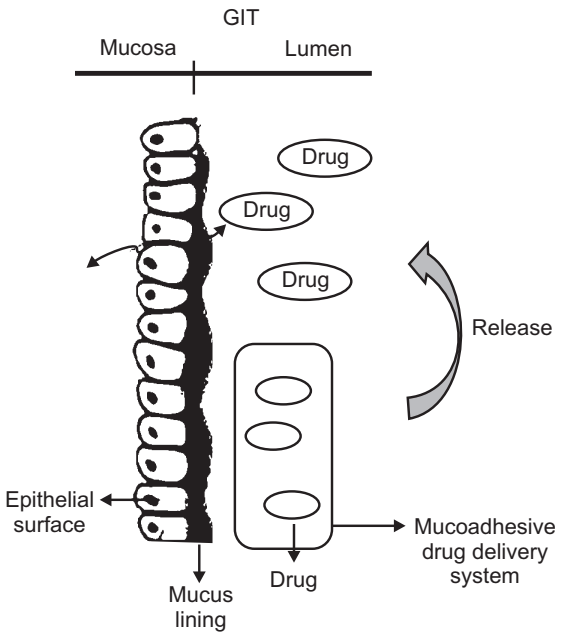 Mechanism of Mucoadhesion 