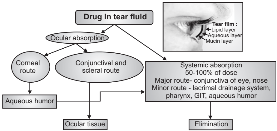 Mechanism of Ocular Absorption 