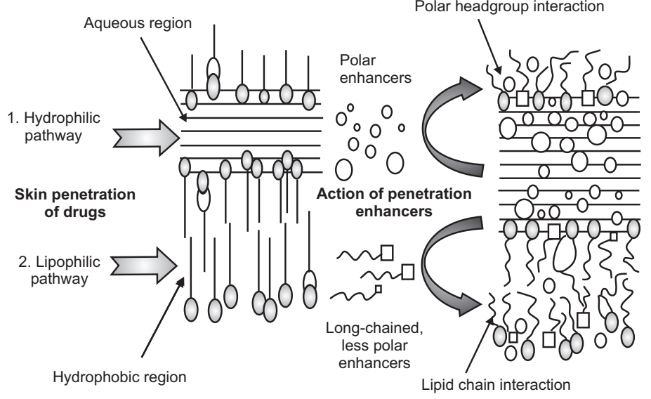 Mode of Action of Penetration Enhancers 