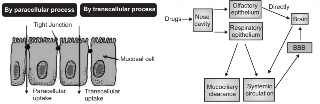 Pathway of Drug Absorption 