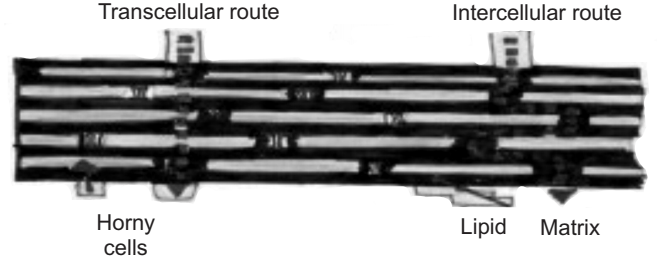 Schematic Representation of Transepidermal Route 