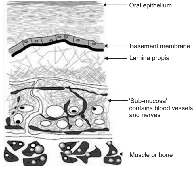 Structure of Human Oral Mucosa
