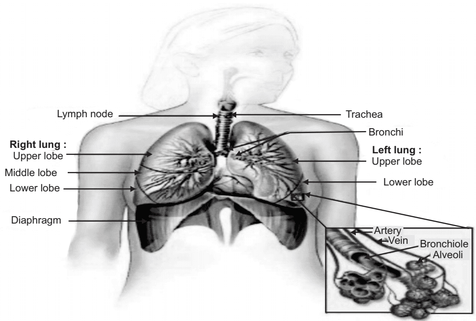 The Respiratory Tract 