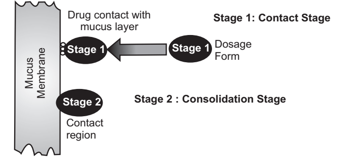 Two Steps of the Mucoadhesion Process 