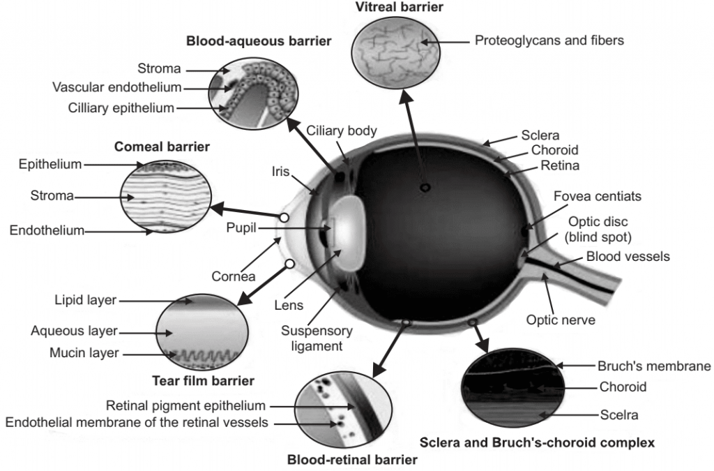 riers of Ocular Drug Delivery System