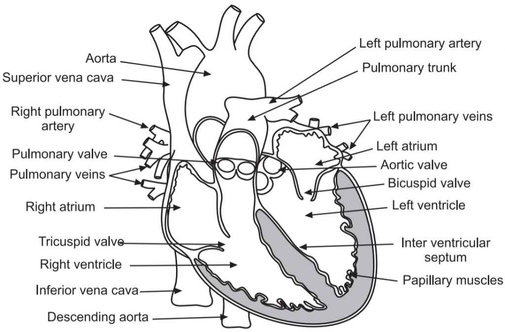 Anterior view of the human heart (Body Fluids and Circulation)