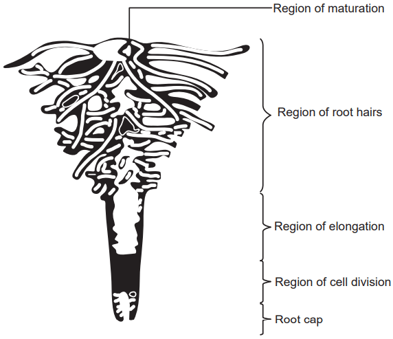 Apex of root showing different regions