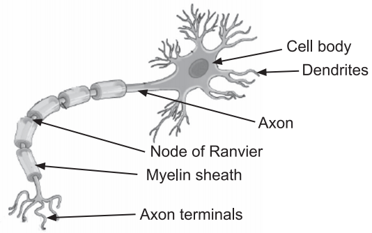 Axon (Neural Control and Coordination)