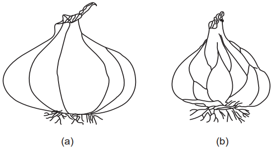 Bulbs (a) Onion (b) Garlic
