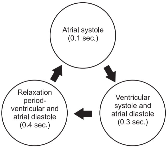 Cardiac cycle (Body Fluids and Circulation)