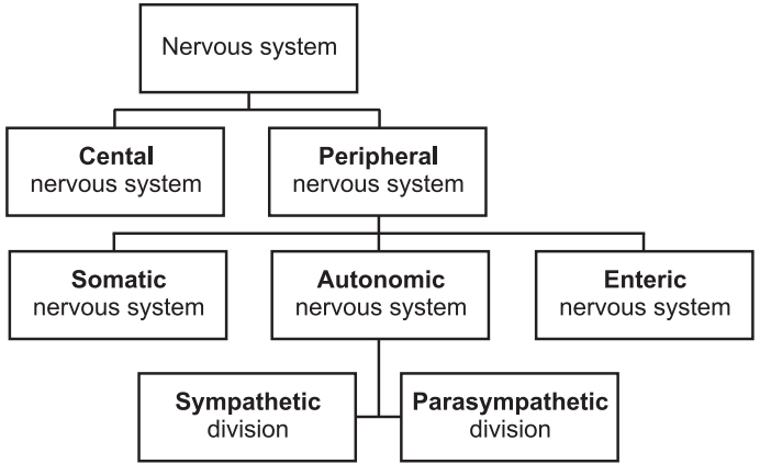 Classification of the nervous system (Neural Control and Coordination)