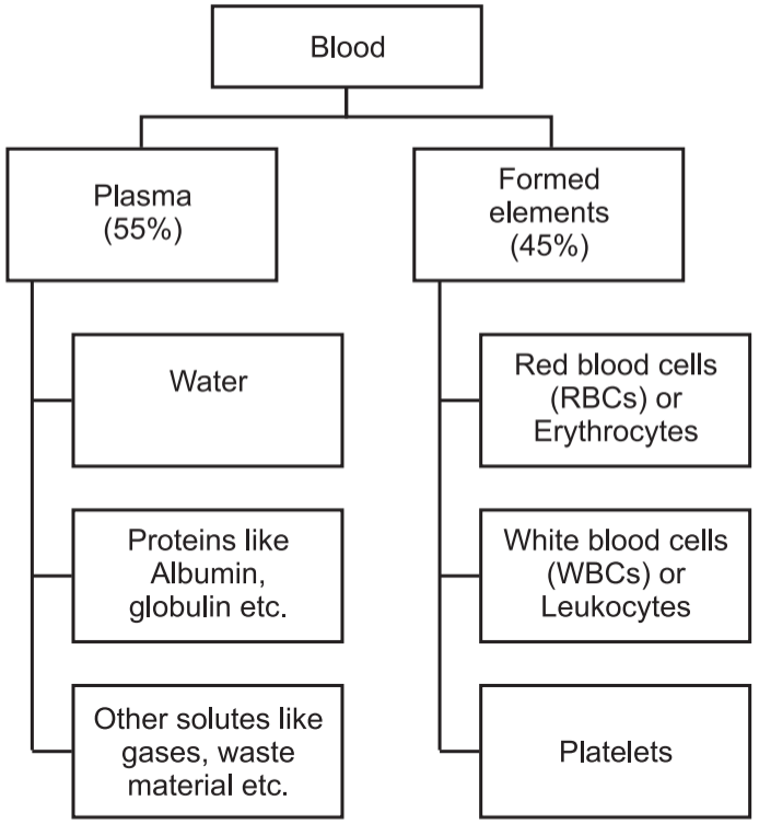 Composition of Blood (Body Fluids and Circulation)