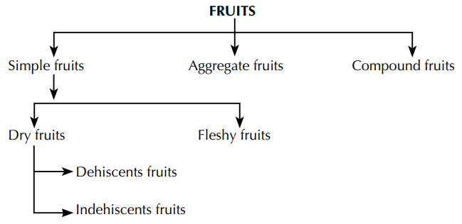 Compound fruits