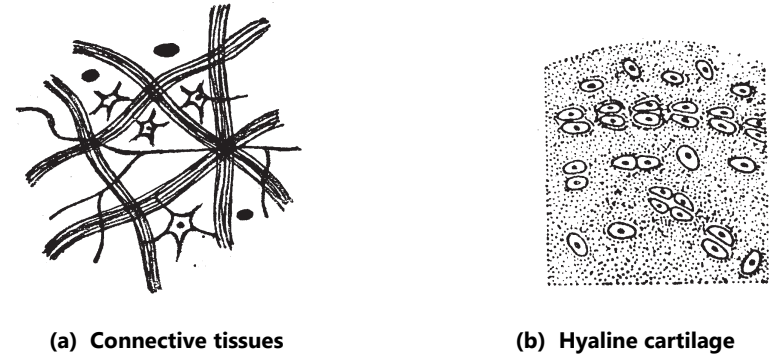Connective tissue (Plant And Animal Tissues)