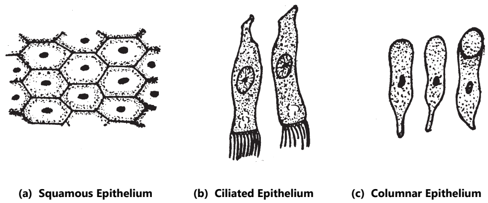Epithelial tissues (Plant And Animal Tissues)