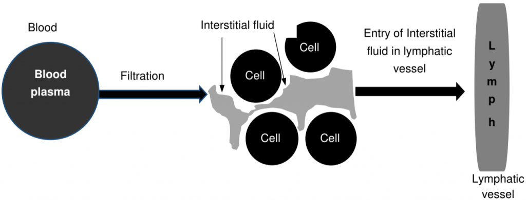 Formation of Lymph (Body Fluids and Circulation)