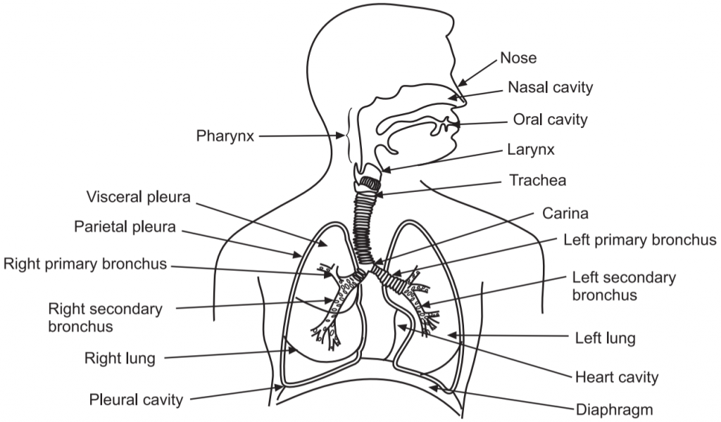 Human respiratory system 