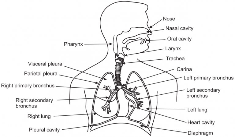 Breathing and Respiration - Solution Parmacy