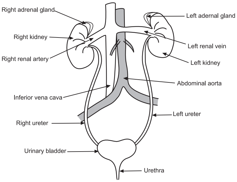 Human urinary system (Excretory Products and Their Elimination)
