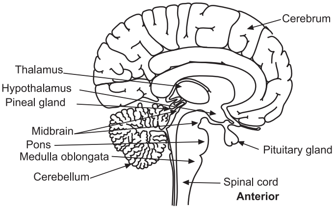 Internal structure of the brain