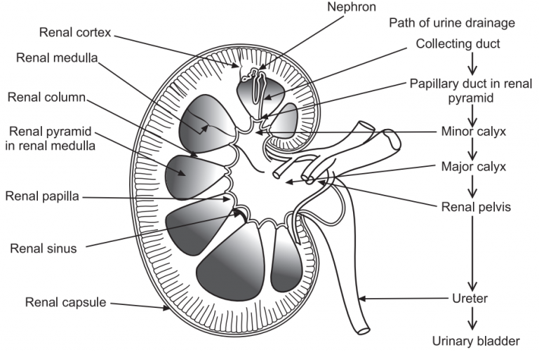 Excretory Products and Their Elimination - Solution Parmacy