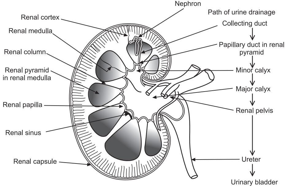 Internal structure of the kidney (Excretory Products and Their Elimination)