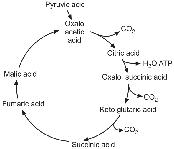 Kerb's cycle (citric acid cycle)