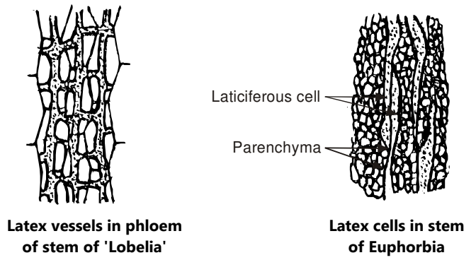 Lateciferous tissue 