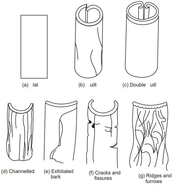 Morphological characters of bark