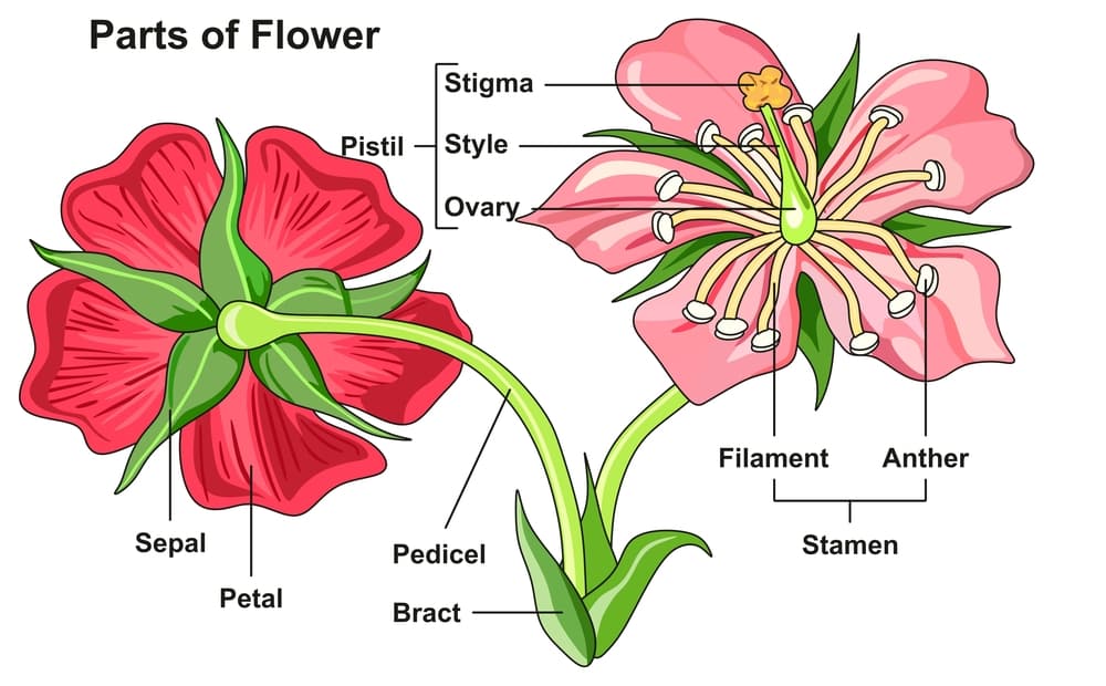 Morphology of Flowers