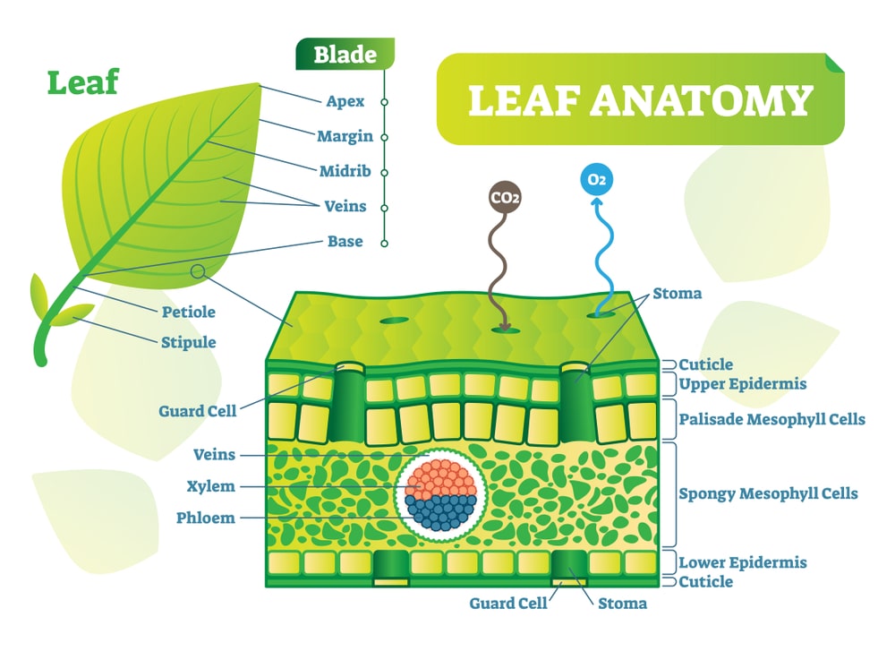 Morphology of Leaves