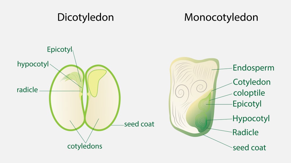 Morphology of Seeds