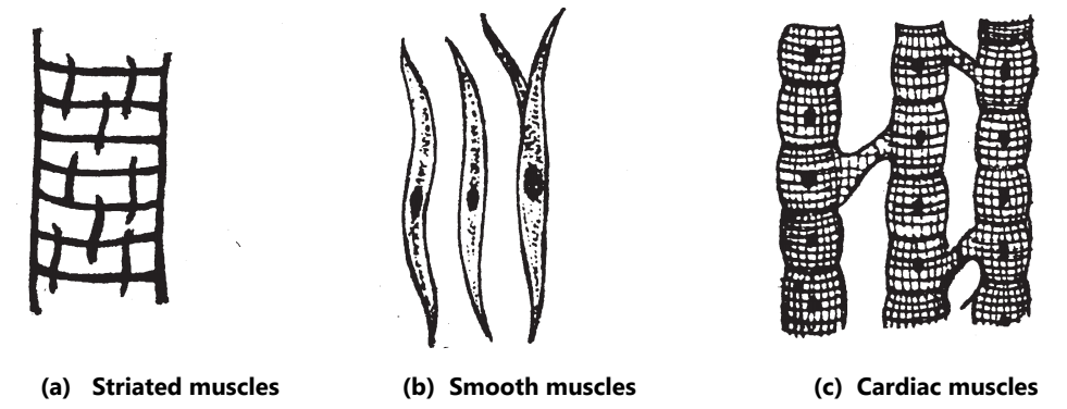 Muscular tissues (Plant And Animal Tissues)