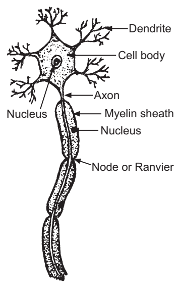 Nervous tissue. Neuron