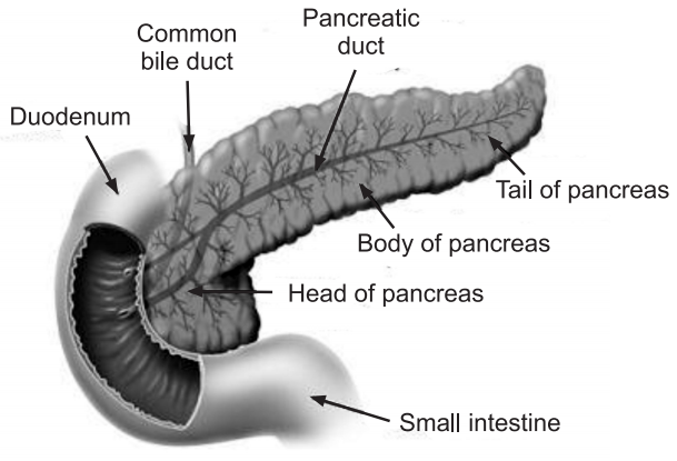 Pancreas (Chemical Coordination and Regulations)