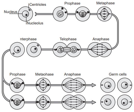 Phases of meiosis