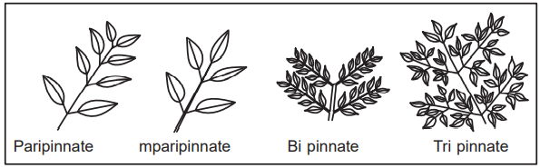 Pinnate compound leaves