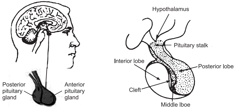 Pituitary gland 
