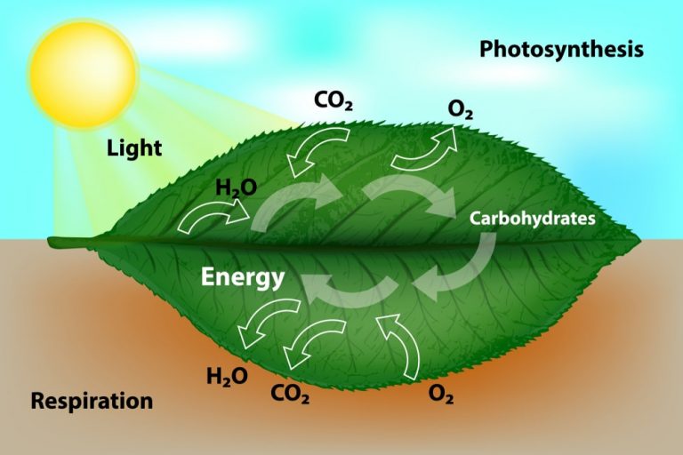 Plant Respiration - Solution Parmacy