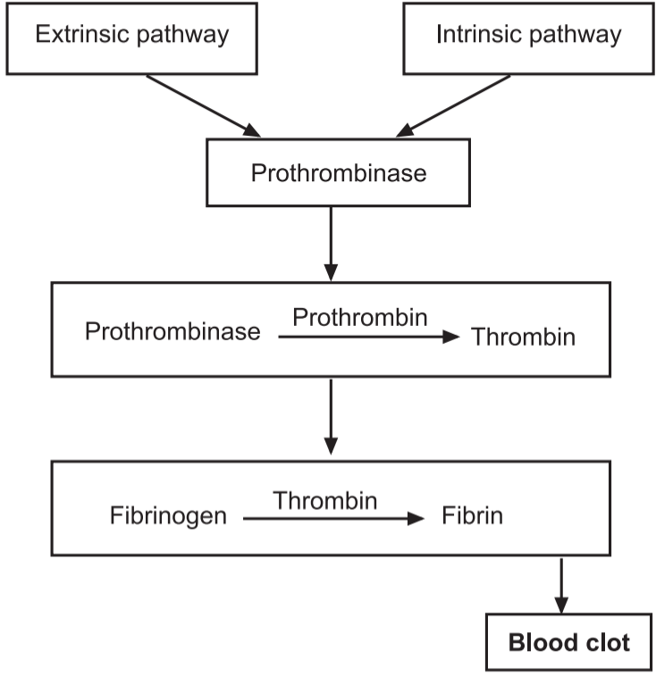 Process of blood coagulation 