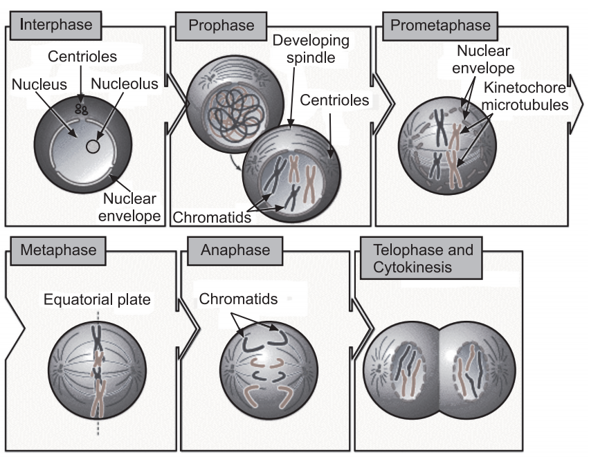 Stages of mitosis (Structure and Functions of Cell)