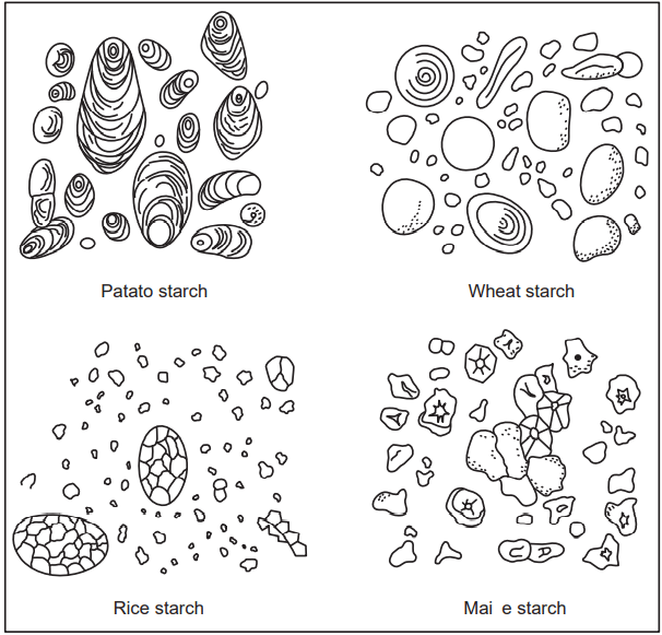 Starch grains obtained from the different sources