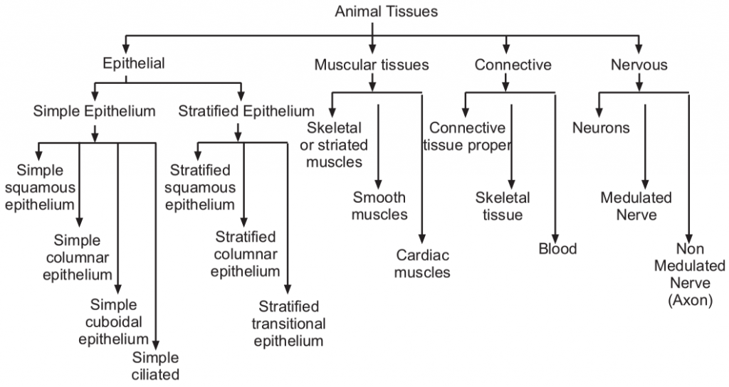 Animal Tissues (Plant And Animal Tissues)