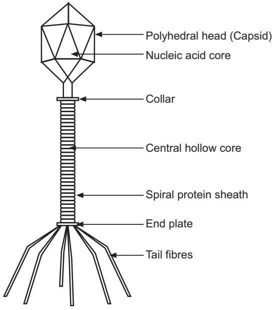 Structure of T-even bacteriophage